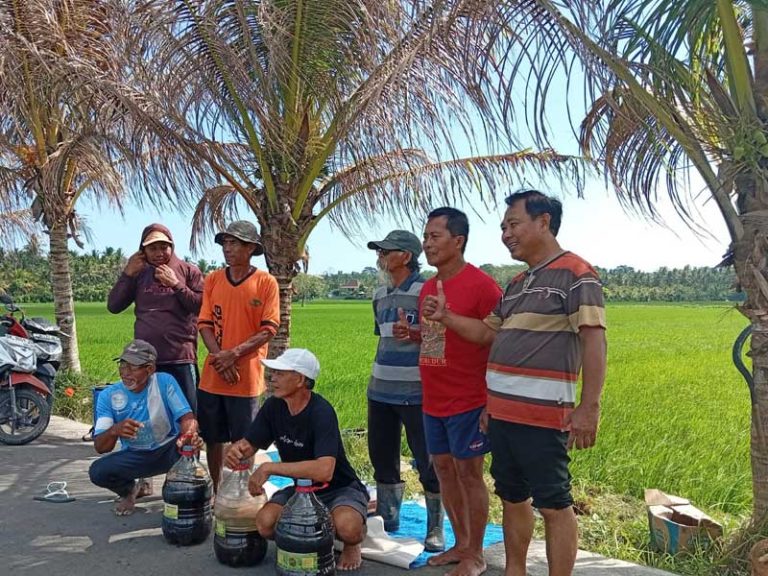 Dari Penyemaian ke Panen, Demplot Organik di Desa Tukadaya jadi Contoh Budidaya Ramah Lingkungan – Begini Penjelasannya demplot